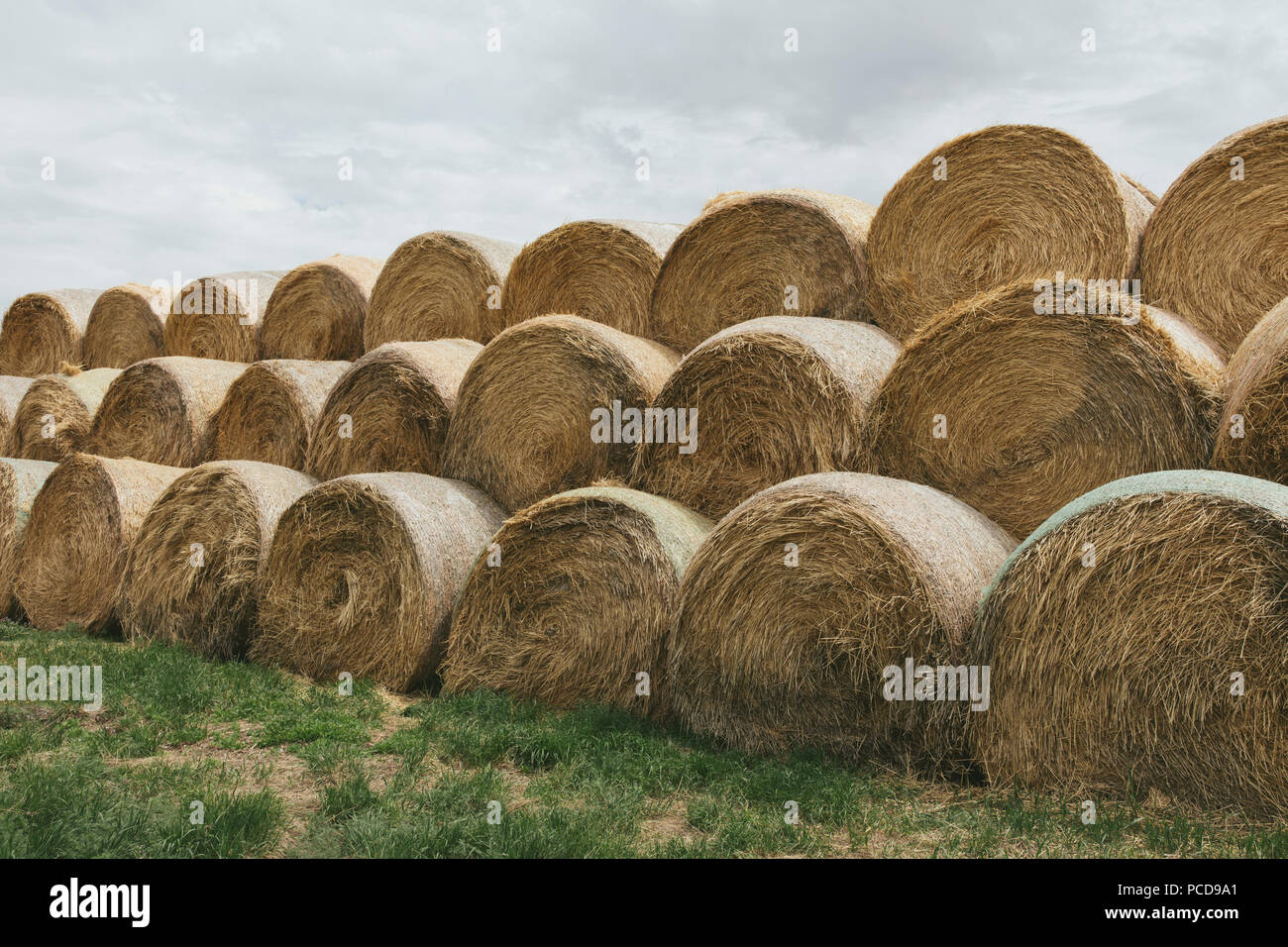 Impilati balesafter fieno il raccolto di foraggio invernale per gli animali.. Foto Stock