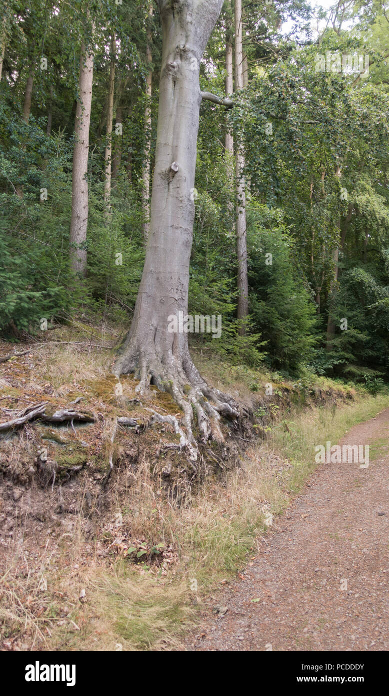 Bosco a piedi tra gli alberi della foresta al Wrekin a Telford, Shropshire, Regno Unito Foto Stock