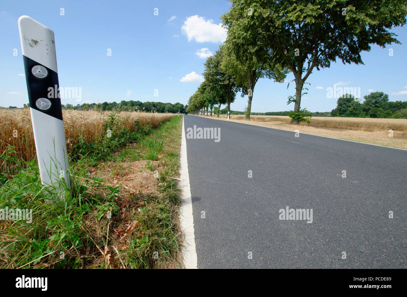 Paese solitario strada attraverso campi rivestiti con alberi Foto Stock