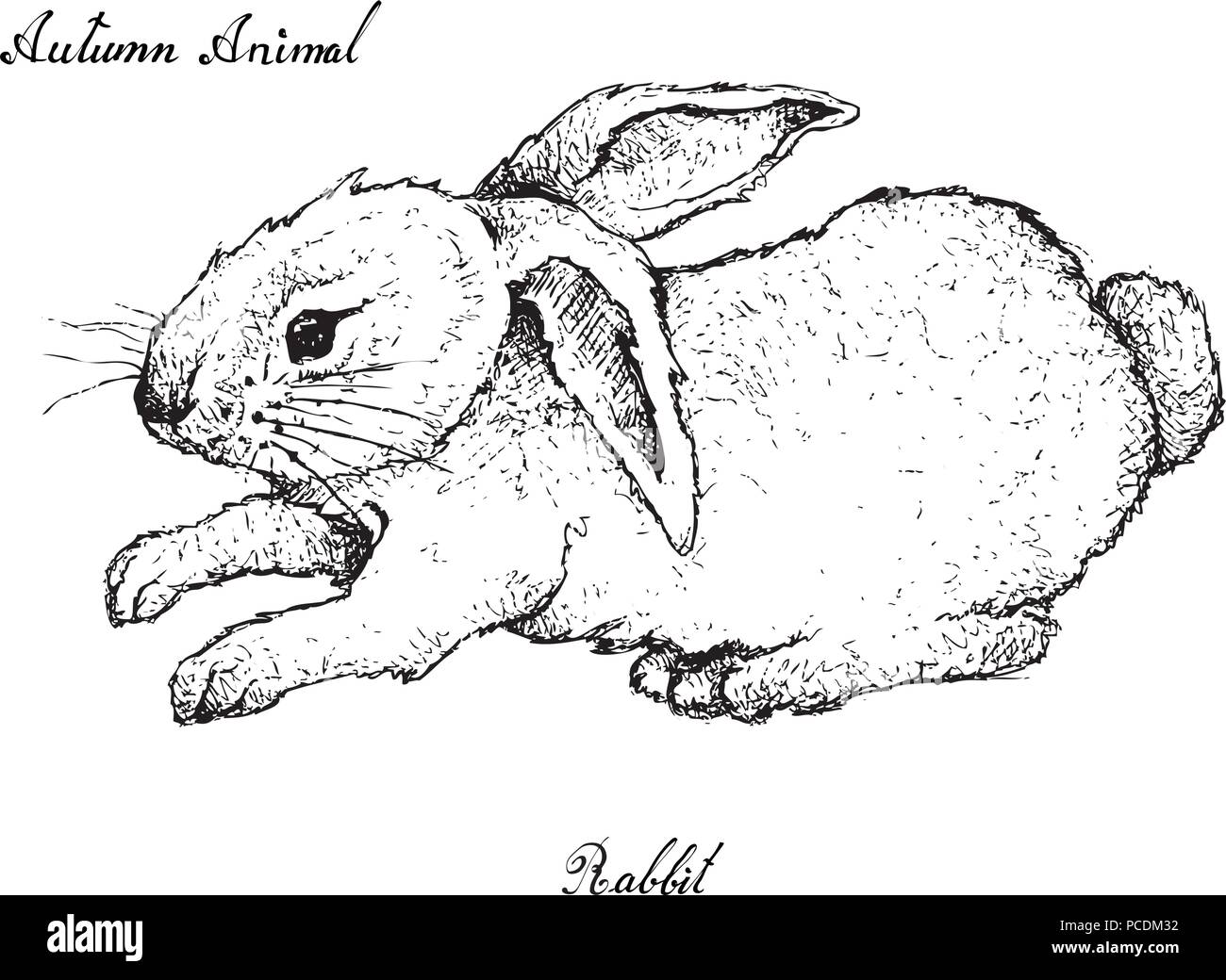 Autunno animale, Illustrazione disegnata a mano di Bunny coniglio isolato su sfondo bianco. Animale simbolico per mostrare i segni della stagione autunnale Immagine e Vettoriale - Alamy