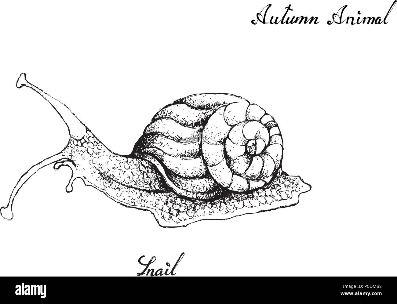 Autunno animale, Illustrazione disegnata a mano della lumaca isolati su sfondo bianco. Animale simbolico per mostrare i segni della stagione autunnale Immagine e Vettoriale - Alamy