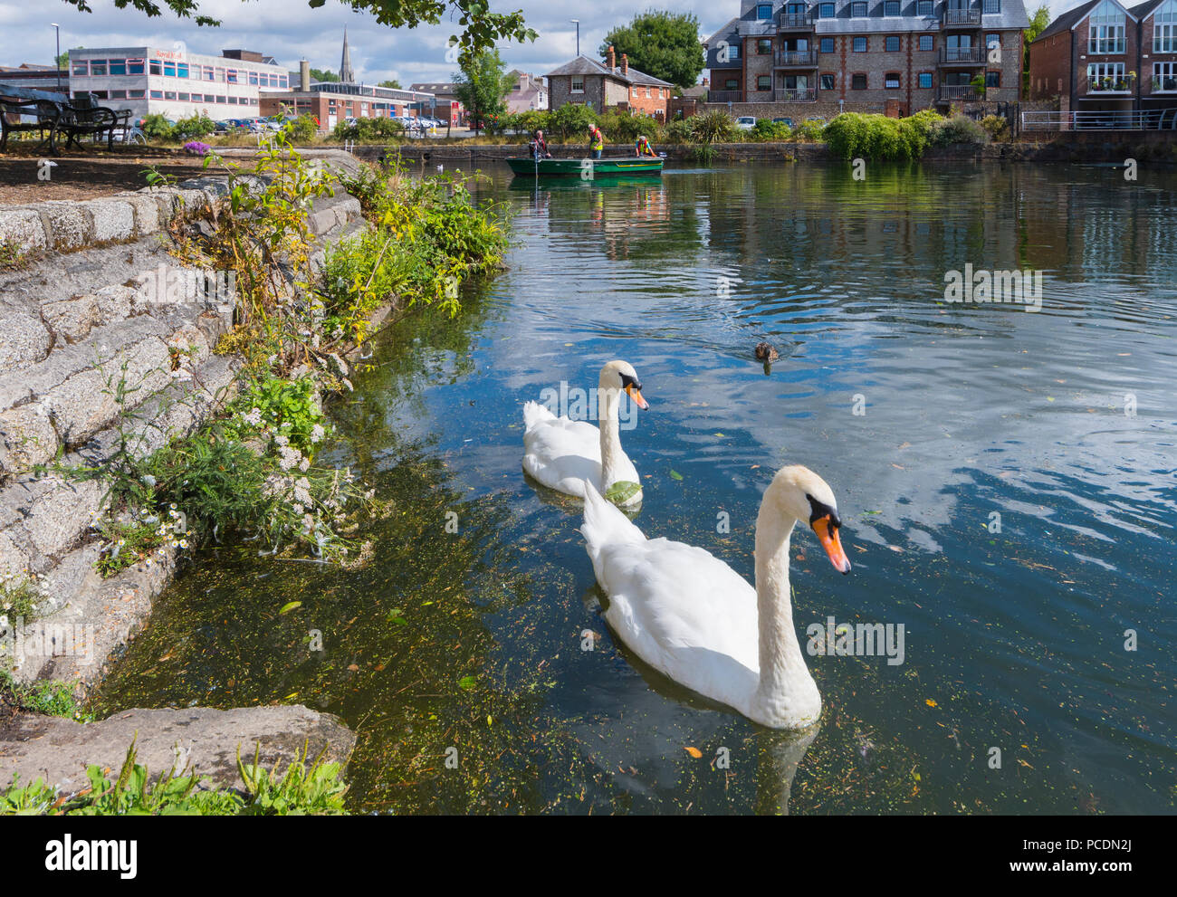 Coppia di bianco Cigni nuotare sul Canal Chichester in estate a Chichester, West Sussex, in Inghilterra, Regno Unito. Chichester Ship Canal. Foto Stock