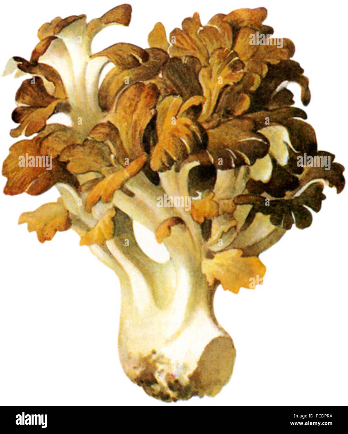 181 Eichhase-1 Foto Stock