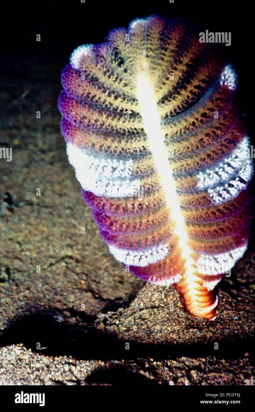 Questa è una penna di mare (Virgularia gustaviana: altezza 12 cm.), con i suoi numerosi otto tentacled polipi l'alimentazione di corrente. Le penne di mare sono più comunemente riscontrati sulla sabbiosa o limoso substrati, per cui essi si collegano da un bulbo "piede". Un soft coral colonia, esso è costituito da una levetta centrale da rami che si estendono su entrambi i lati. I polipi vivono su questi rami e, quando è in appoggio e piega i loro tentacoli verso l'interno per formare piccole sfere. Se minacciati, tutta la colonia può essere retratto nel substrato. Il nome comune è perché ha ricordato a tutti di cappello feathery penne. Bali, Indonesia. Foto Stock