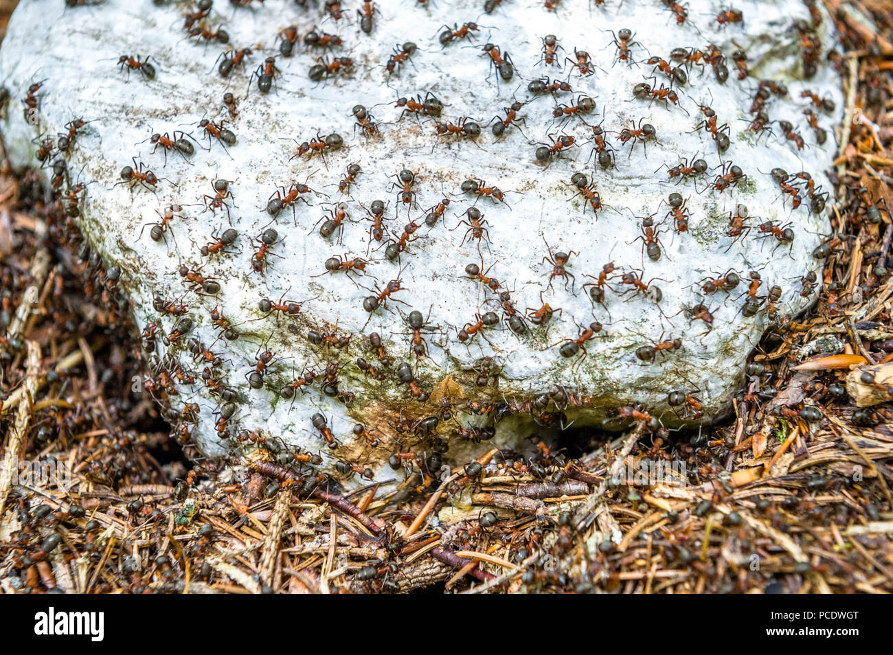 Legno rosso formiche su una pietra di lime rock in appoggio sul proprio nido. Foto Stock