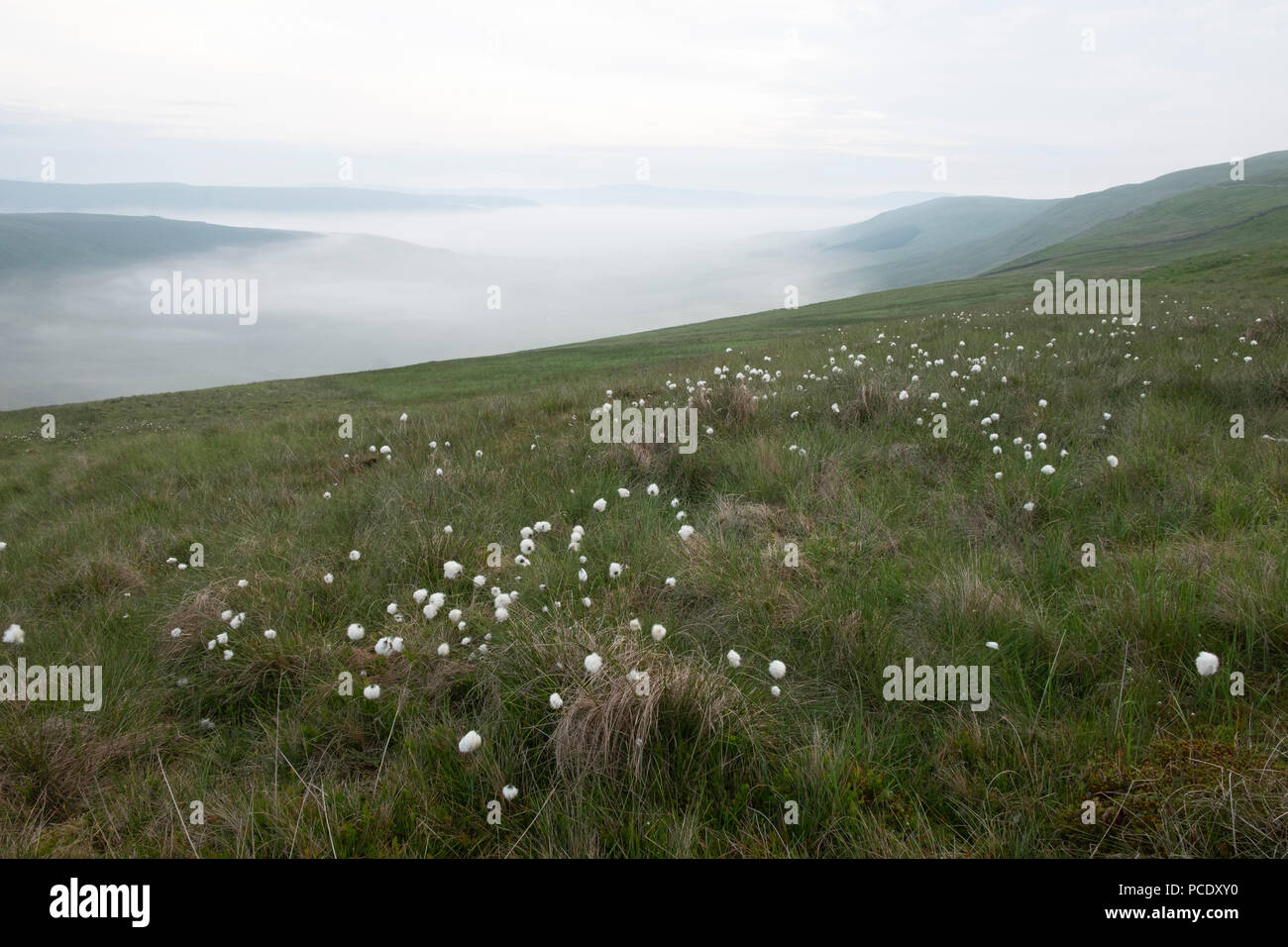 Una tarda mattina di primavera vicino nel Yorkshire Dales. Il cotone l'erba cresce alta sul lato della collina come cloud invertita si è assestato nella valle sottostante. Foto Stock
