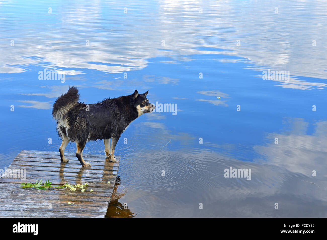 Wet Lapponian herder (Lapinporokoira o carenza di Lapp renne cane o Lapsk Vallhund) sullo sfondo azzurro del lago con la riflessione di nuvole bianche. La Lapponia finlandese Foto Stock