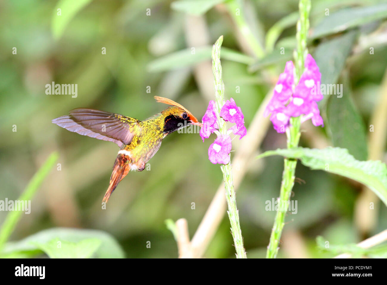 Rufous-crested Coquette (Lophornis delattrei) maschio sorvolano Porter fiori di erbacce come ottenere il loro dolce nettare Foto Stock