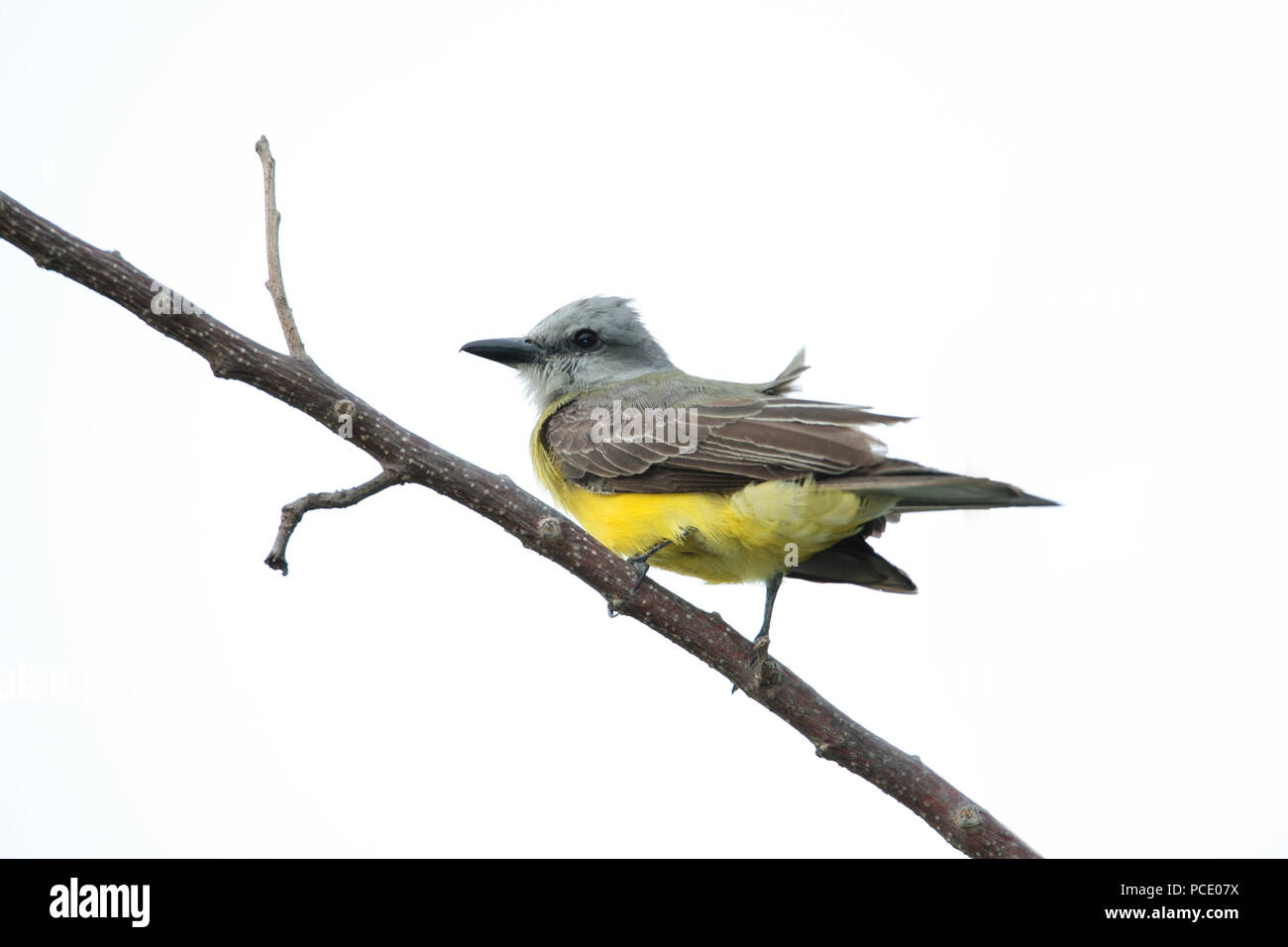 Tropical Kingbird (Tyrannus melancholicus) appollaiato su un ramo di albero. Foto Stock