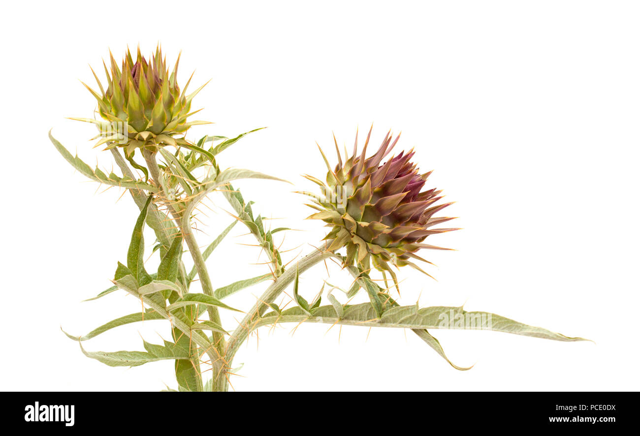 La flora di Gra Canaria - cardo selvatico, Cynara cardunculus, carciofi Foto Stock