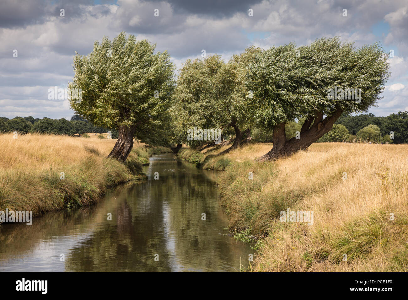 Richmond Park mostra erba bruciata a causa del calore Foto Stock