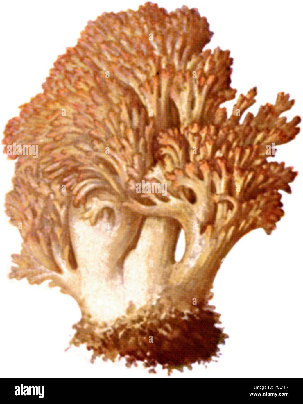 264 Hahnenkamm-1 Foto Stock