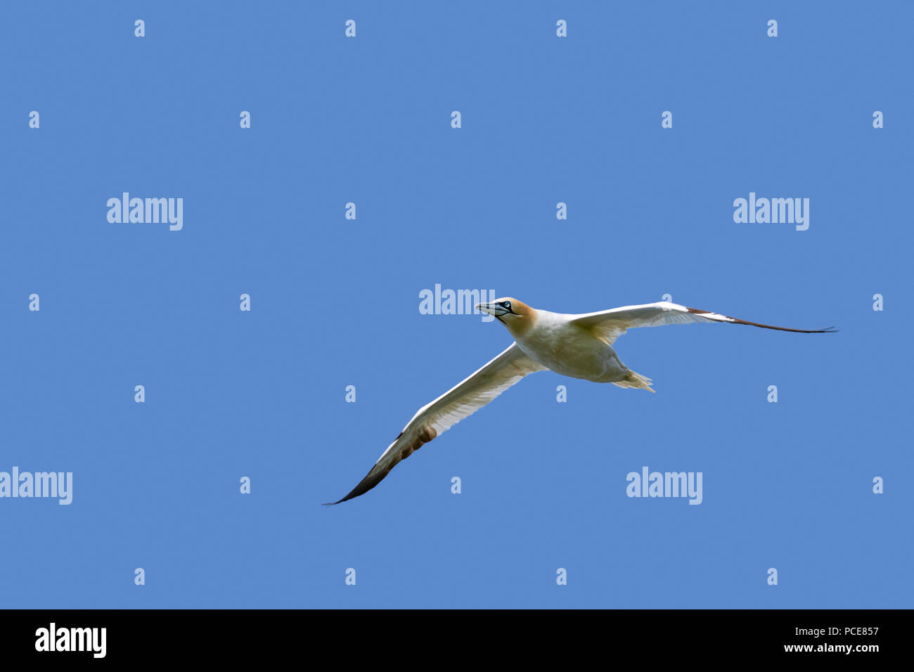 Northern gannet (Morus bassanus) in volo contro il cielo blu Foto Stock