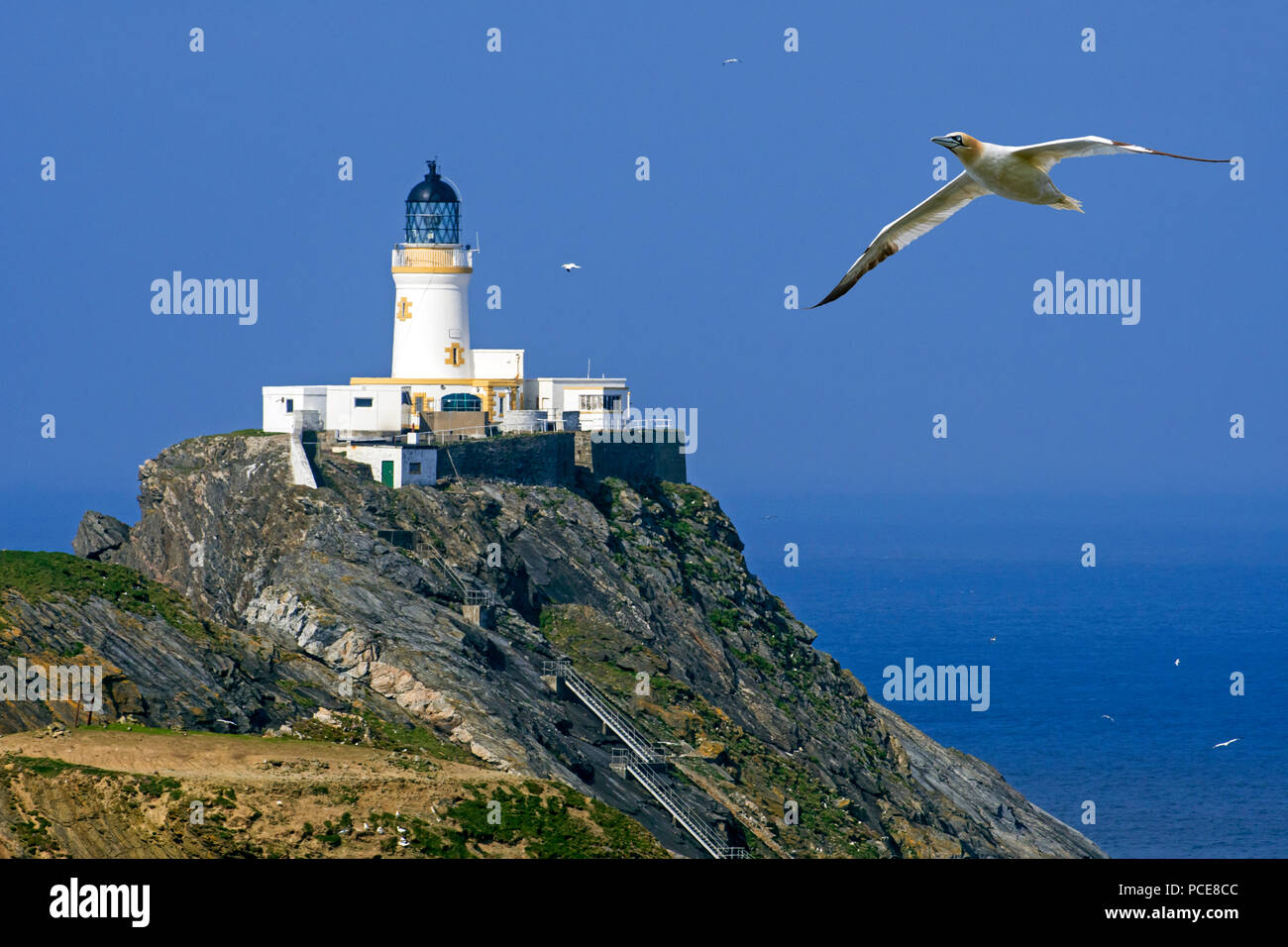 Northern gannet (Morus bassanus) in volo e sindrome di Muckle Flugga lighthouse, la Gran Bretagna è la più settentrionale faro di Unst, isole Shetland, Scotland, Regno Unito Foto Stock