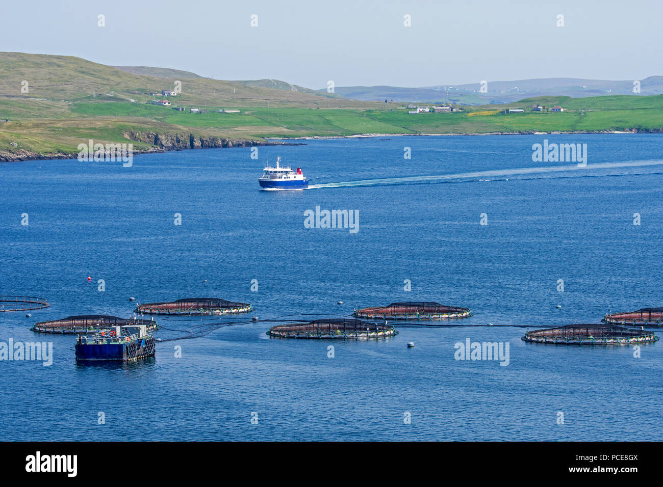 Impianto di acquacoltura / mare gabbie / mare penne / gabbie di pesce di allevamento di salmoni in Laxo Voe, Vidlin sulla terraferma e isole Shetland, Scotland, Regno Unito Foto Stock