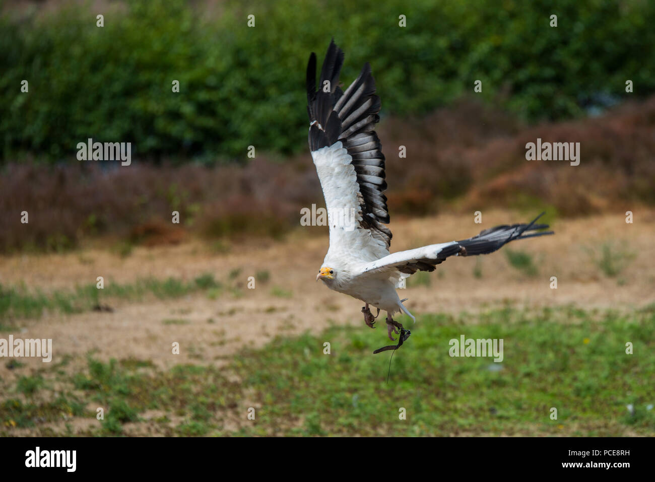 Neophron percnopterus o avvoltoio durante il volo durante il volo mostra nel parco safari Beekse Bergen in Olanda Foto Stock