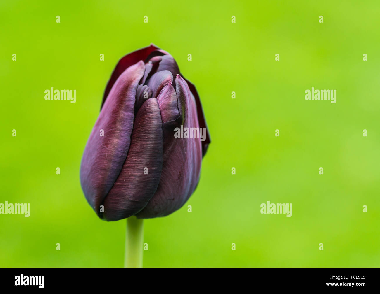Una ripresa macro di un tulipano regina della notte bloom. Foto Stock