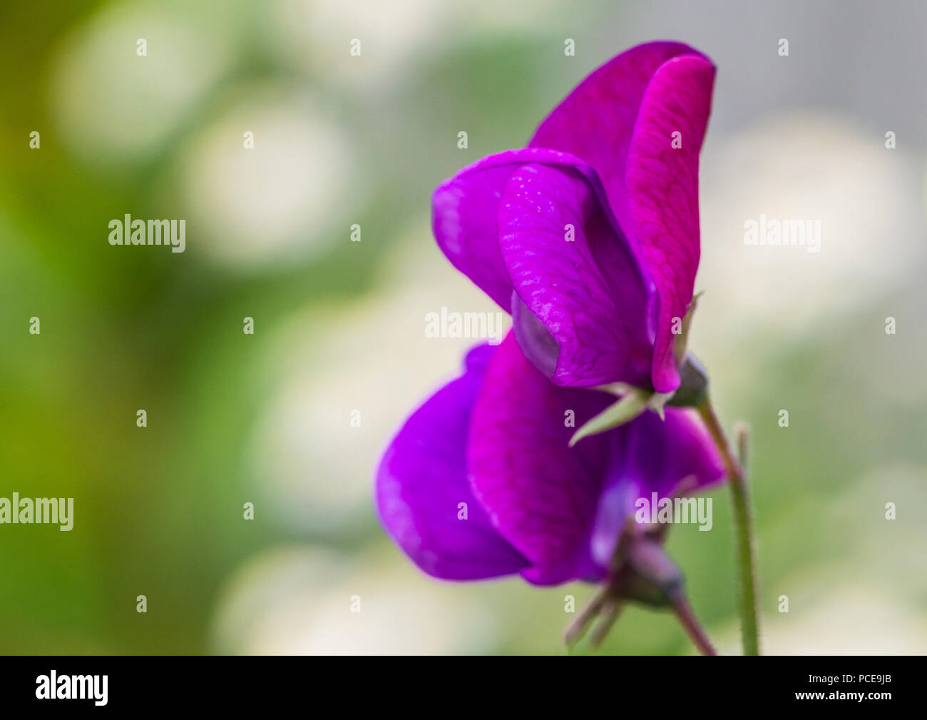Una macro shot di pisello dolce perla rosa fiorisce. Foto Stock
