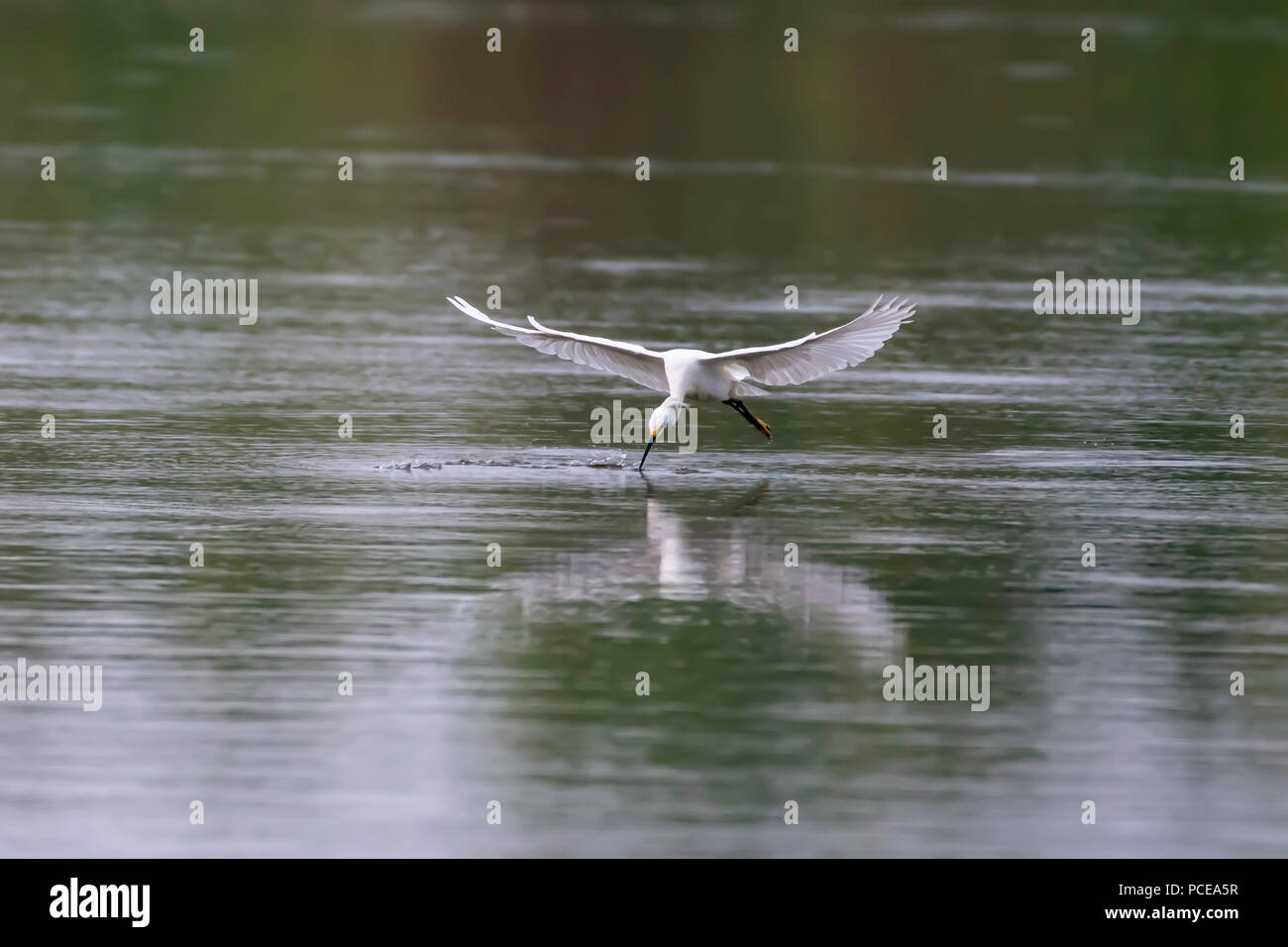 Un Airone nevoso, Egretta thule, afferra la sua preda. Foto Stock