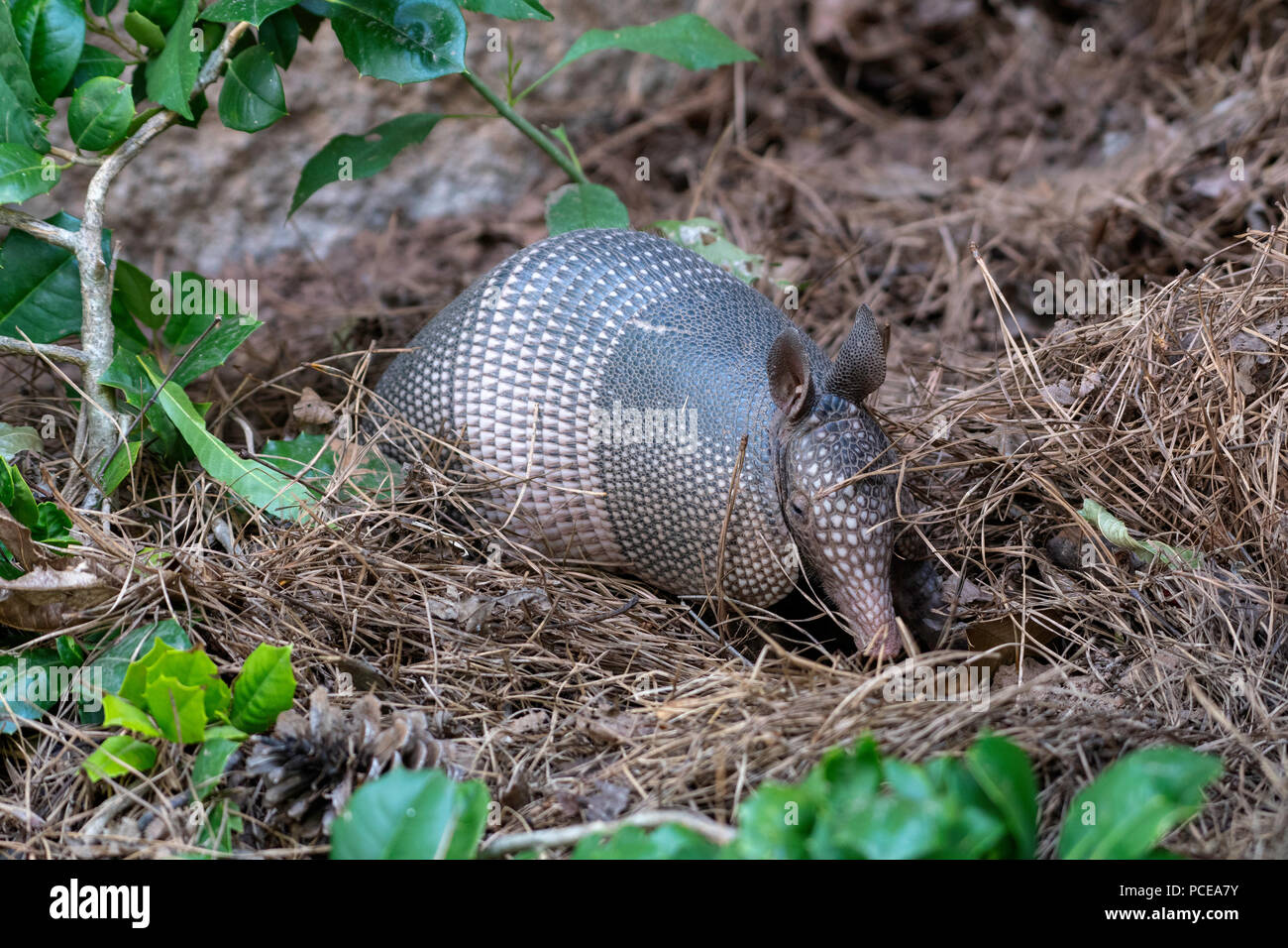 Un armadillo, Dasypus novemcinctus, affonda le radici nel terreno sotto un pino nel nord-ovest della Louisiana. Foto Stock