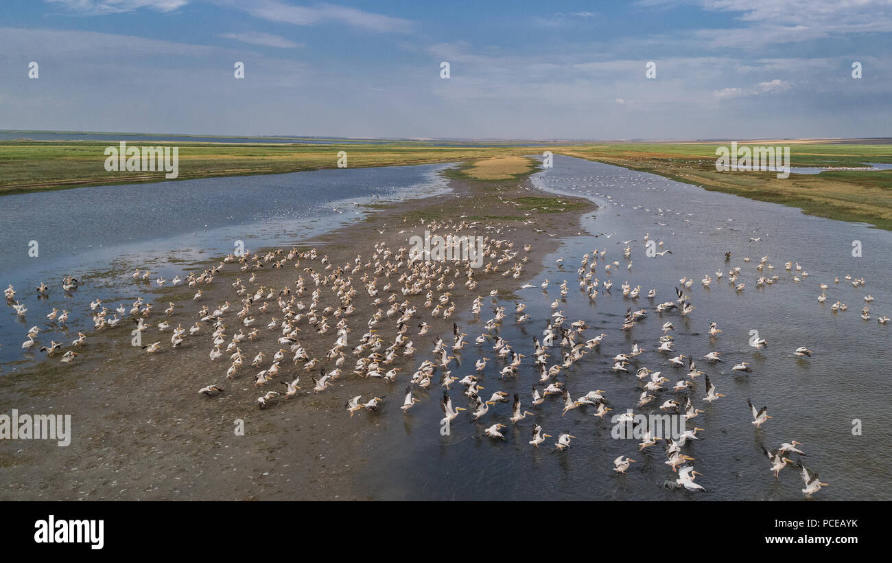 Colonia di pellicani nel Delta del Danubio, Romania Foto Stock