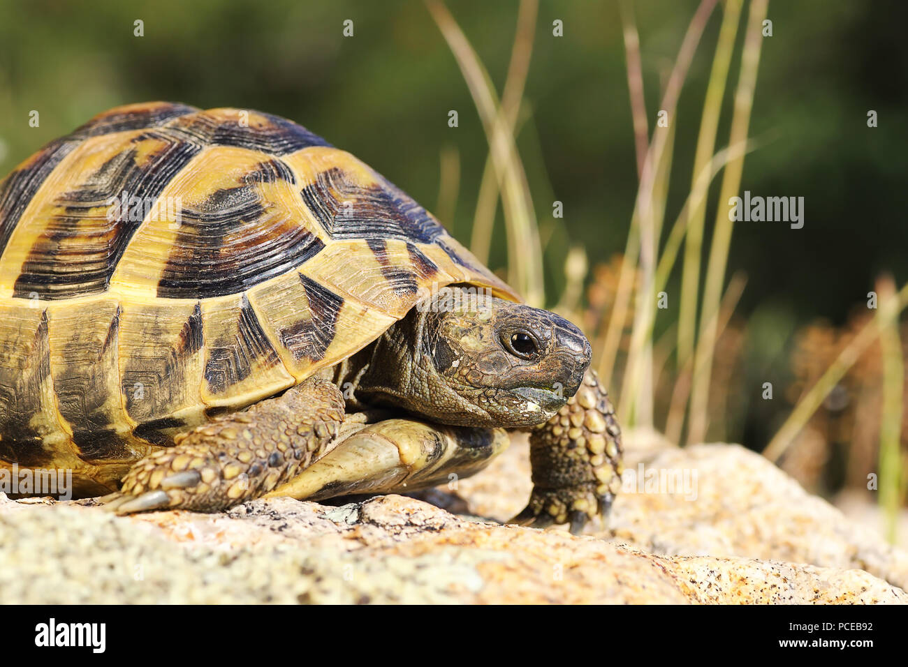 Close up turtoise greco ( Testudo graeca ) in habitat naturali Foto Stock