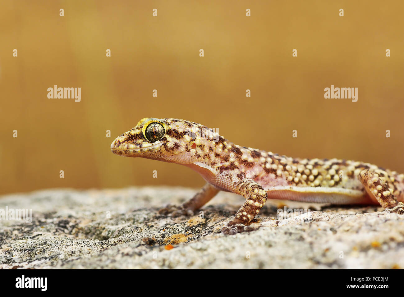 Primo piano della wild gecko turco o Mediterranean house gecko ( Hemidactylus turcicus ) Foto Stock