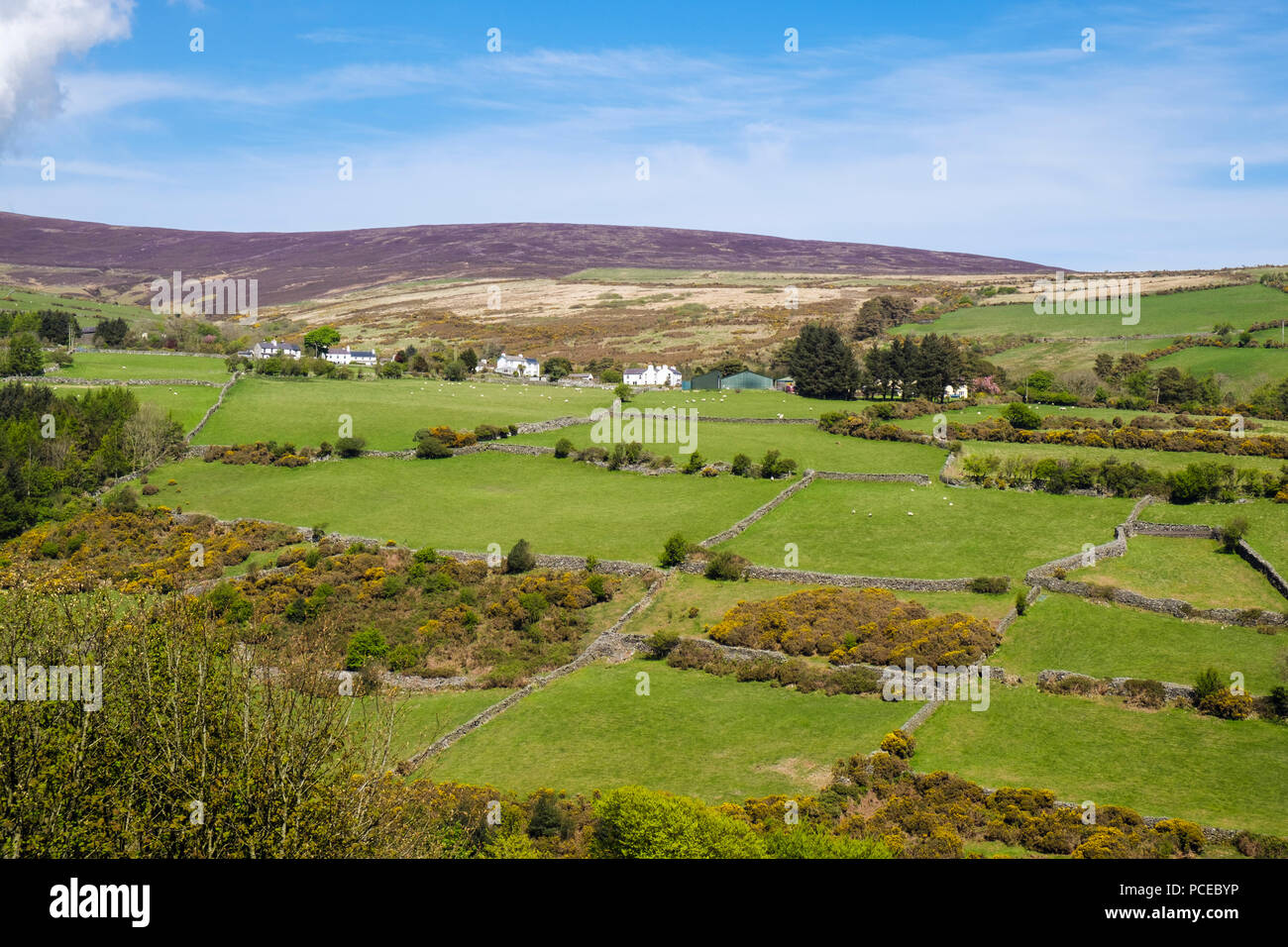 Campagna con pareti di pietra intorno ai campi sulle colline intorno a. Laxey, Isola di Man e Isole britanniche Foto Stock