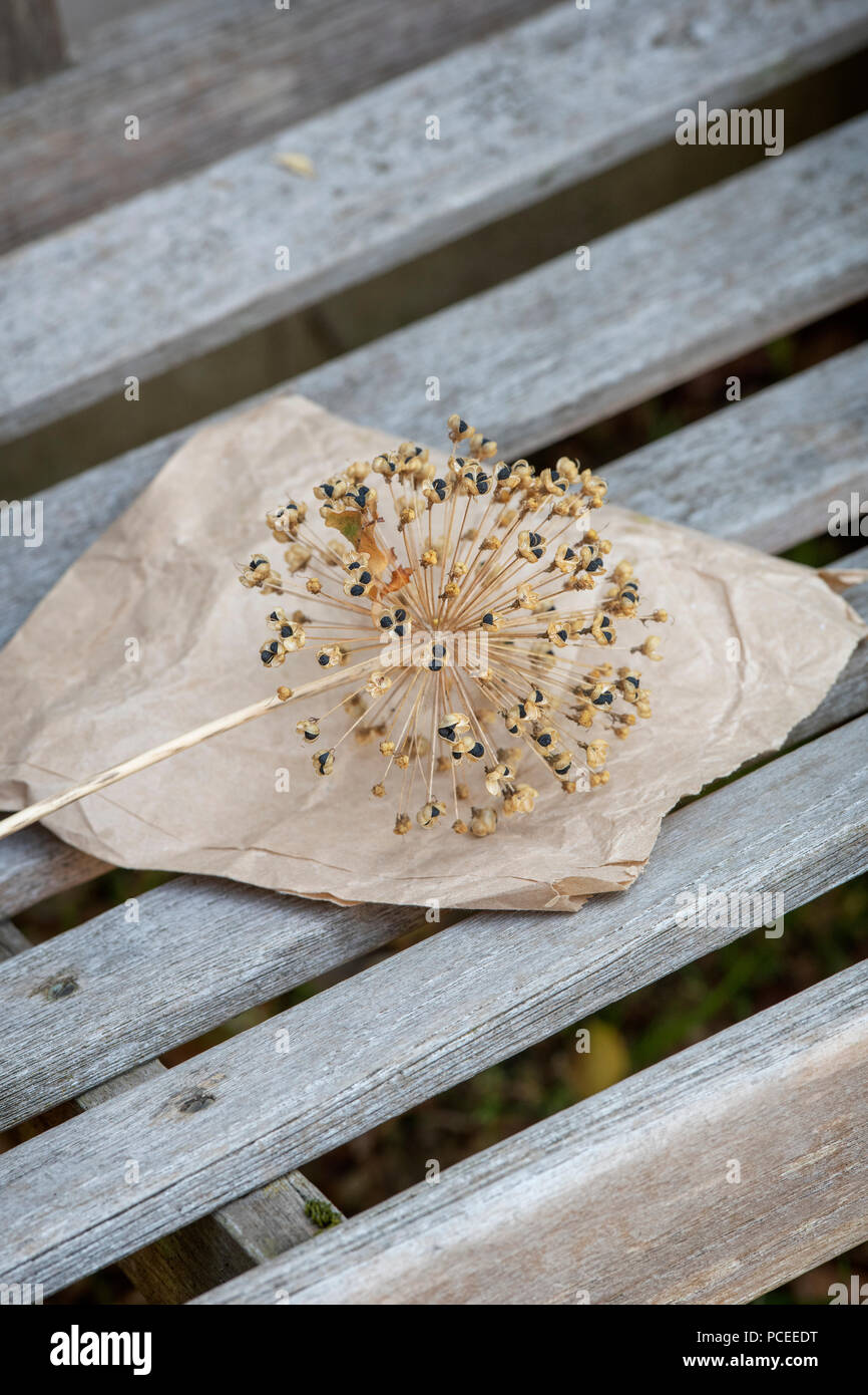 Salvataggio di allium semi in un sacchetto di carta. Regno Unito Foto Stock