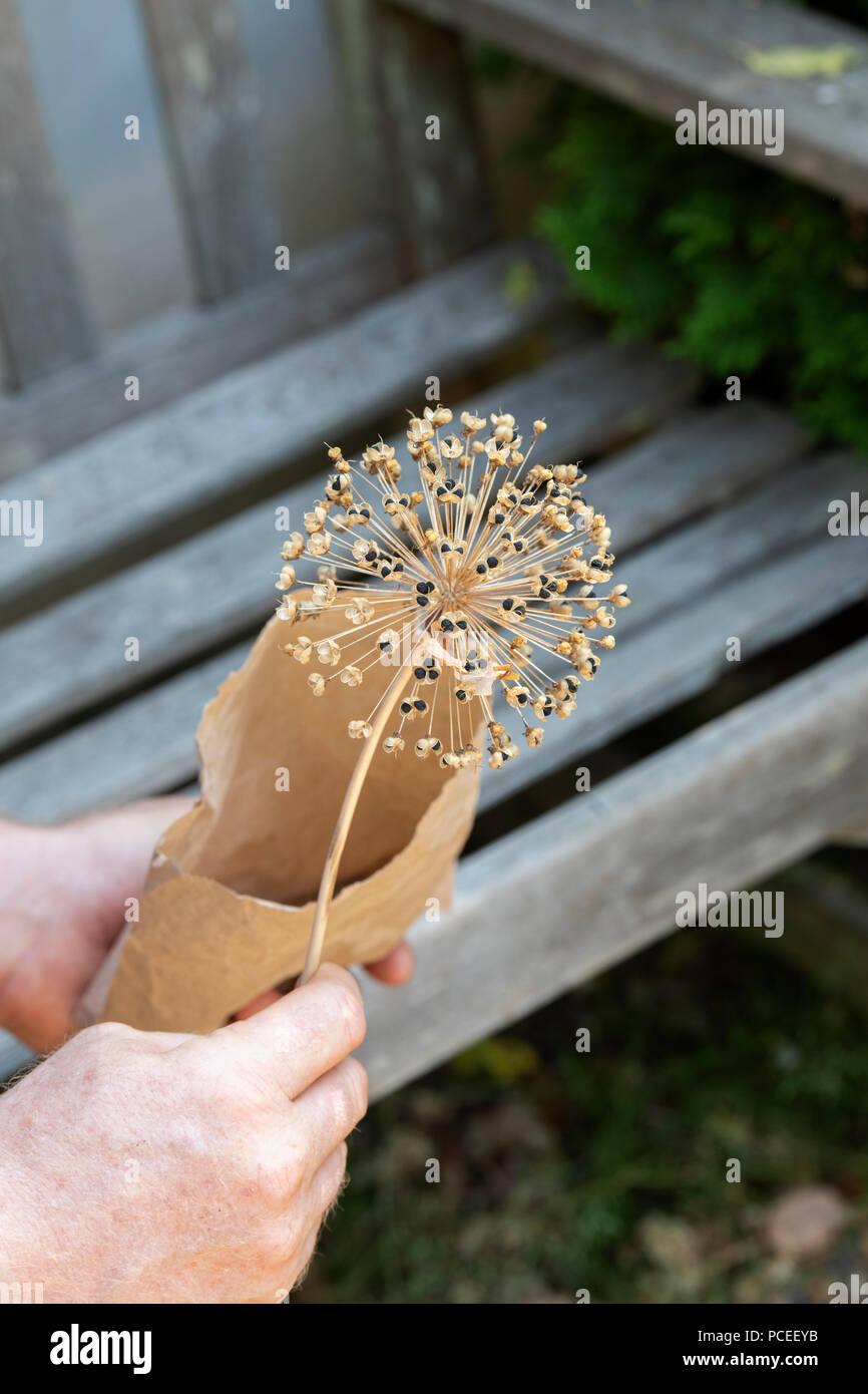 Risparmio di giardiniere allium semi in un sacchetto di carta. Regno Unito Foto Stock