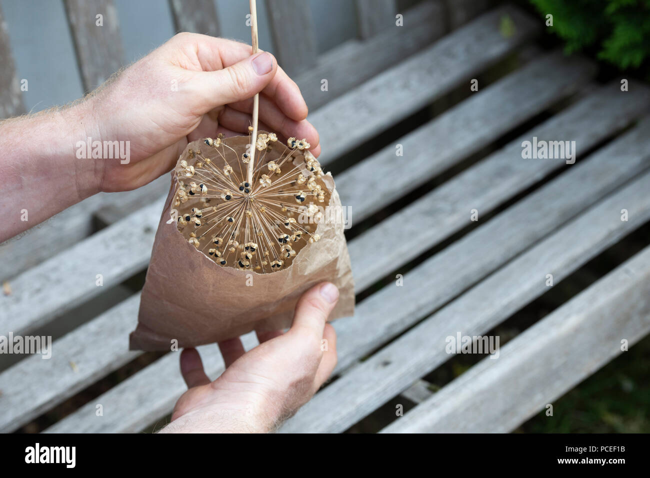 Risparmio di giardiniere allium semi in un sacchetto di carta. Regno Unito Foto Stock