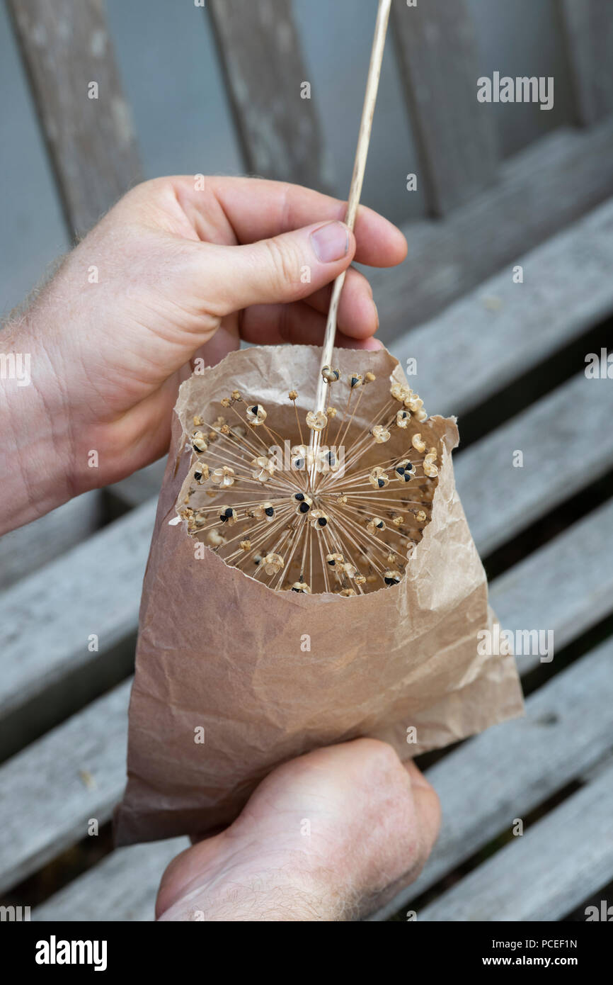 Risparmio di giardiniere allium semi in un sacchetto di carta. Regno Unito Foto Stock