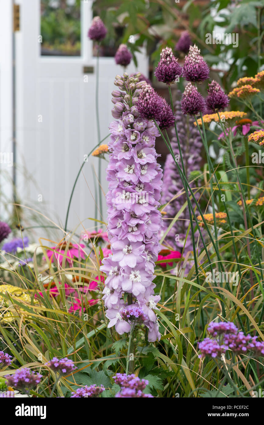 Dephimium 'Pacific Giants' e Allium 'Mohican' Fiori. Un percorso per il futuro mostrano dettagli giardino ad RHS Tatton Park flower show 2018, Cheshire, Regno Unito Foto Stock