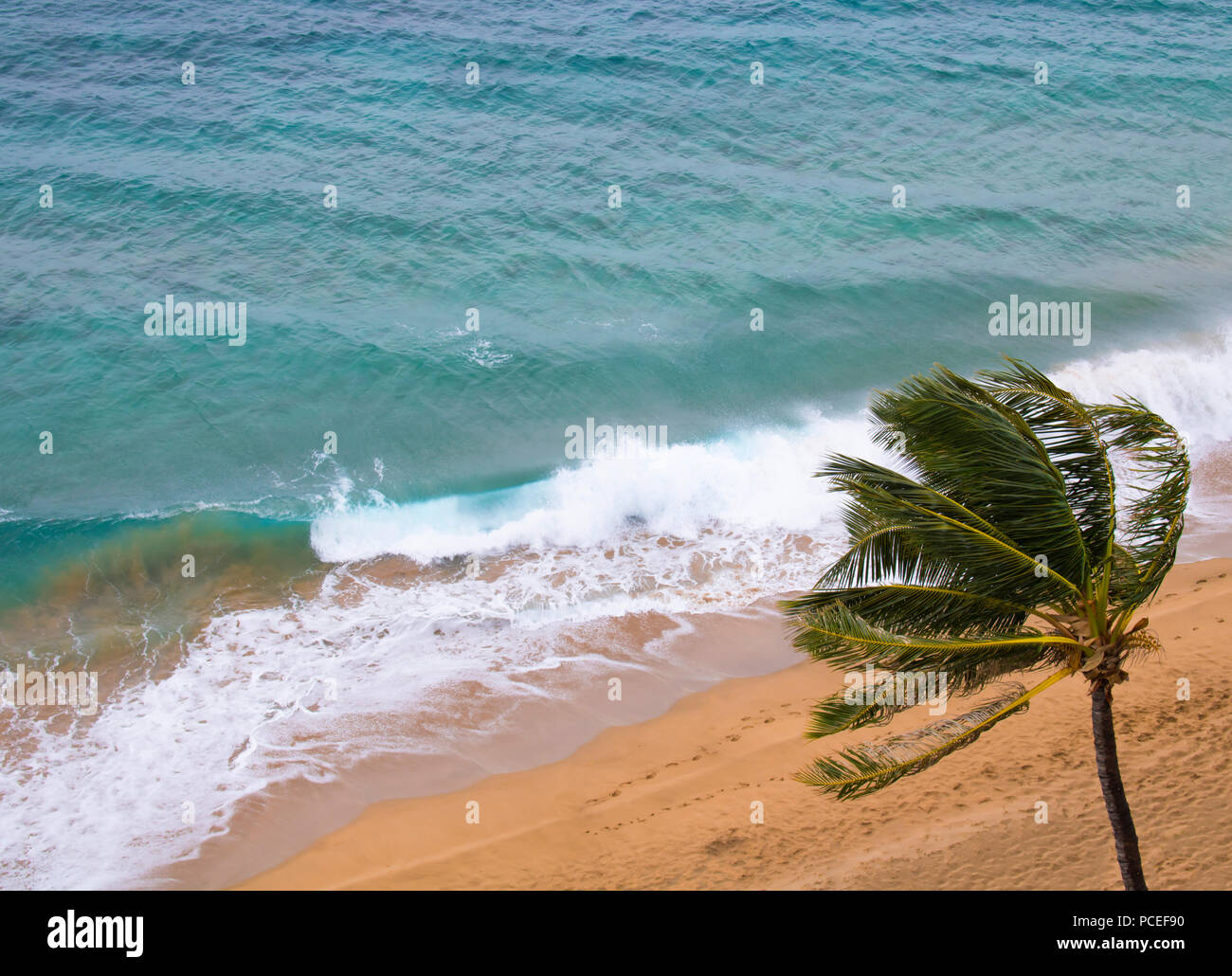 Alta Vista angolo vento Palm Tree e tempestoso Mare e spiaggia Foto Stock