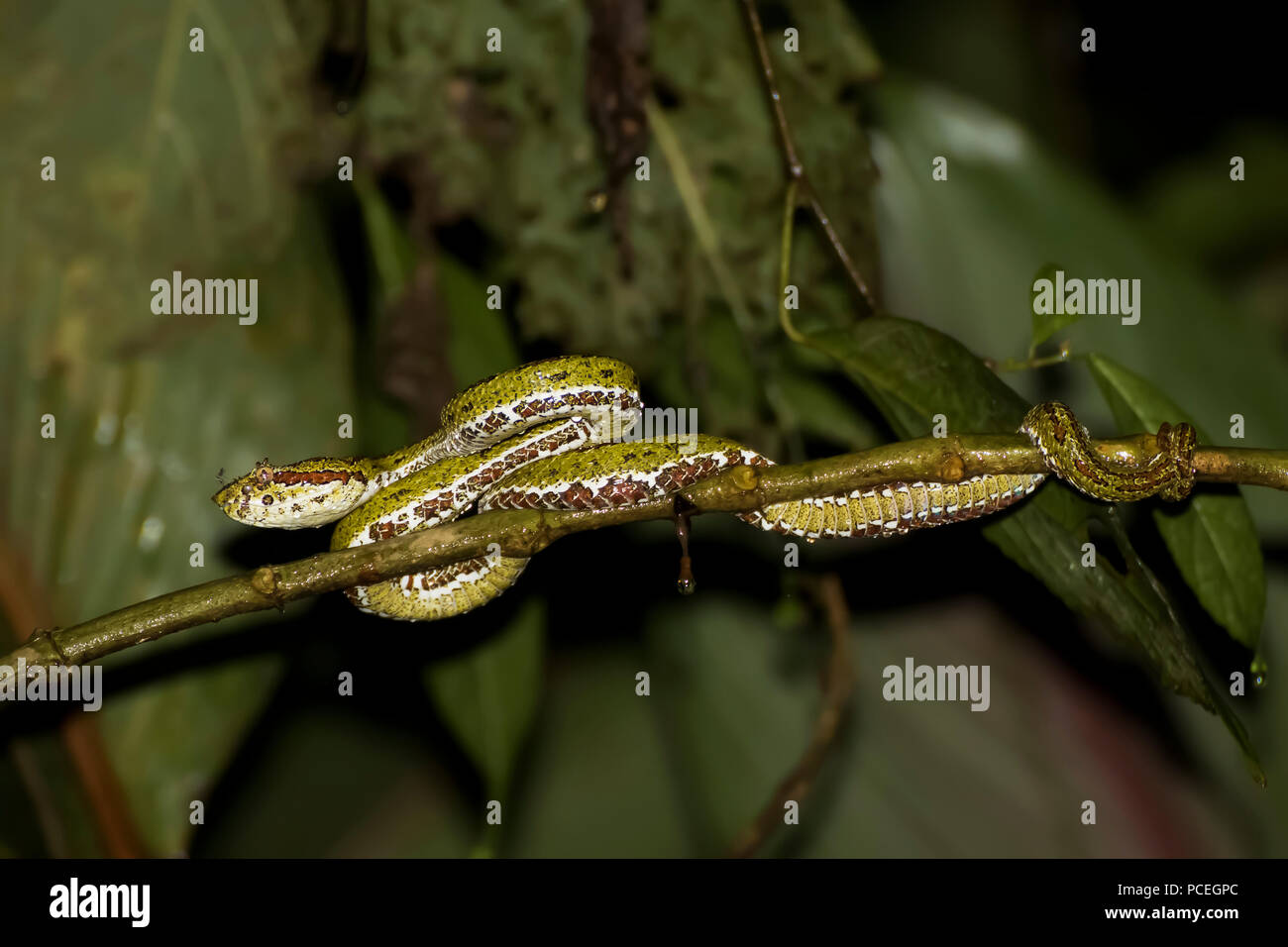 Tintura ciglia Rattlesnakes Snake sul ramo nella giungla di notte con punture di zanzara di naso Foto Stock