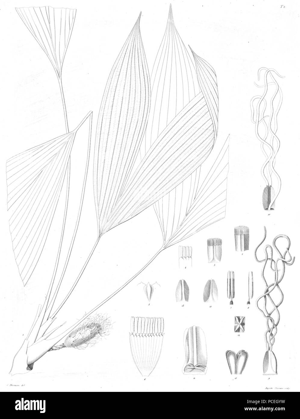 60 Asplundia utilis Ørsted Foto Stock