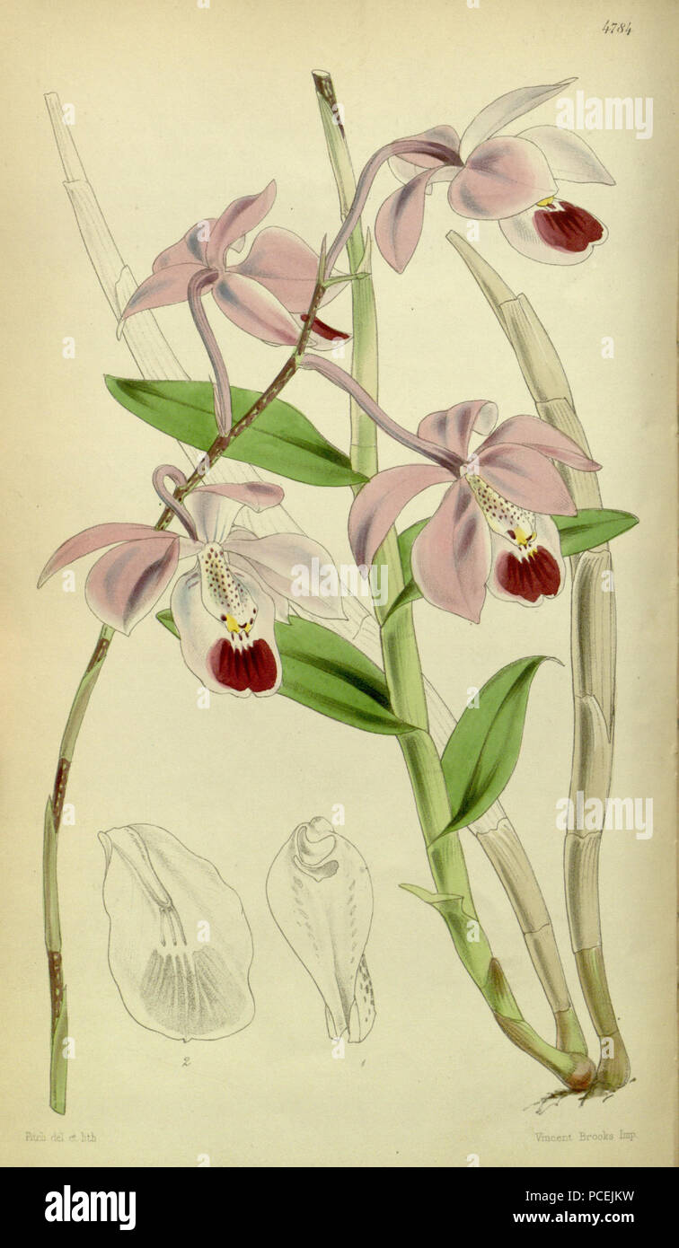 72 Barkeria uniflora (come Barkeria elegans) - Curtis" 80 (Ser. 3 no. 10) pl. 4784 (1854) Foto Stock