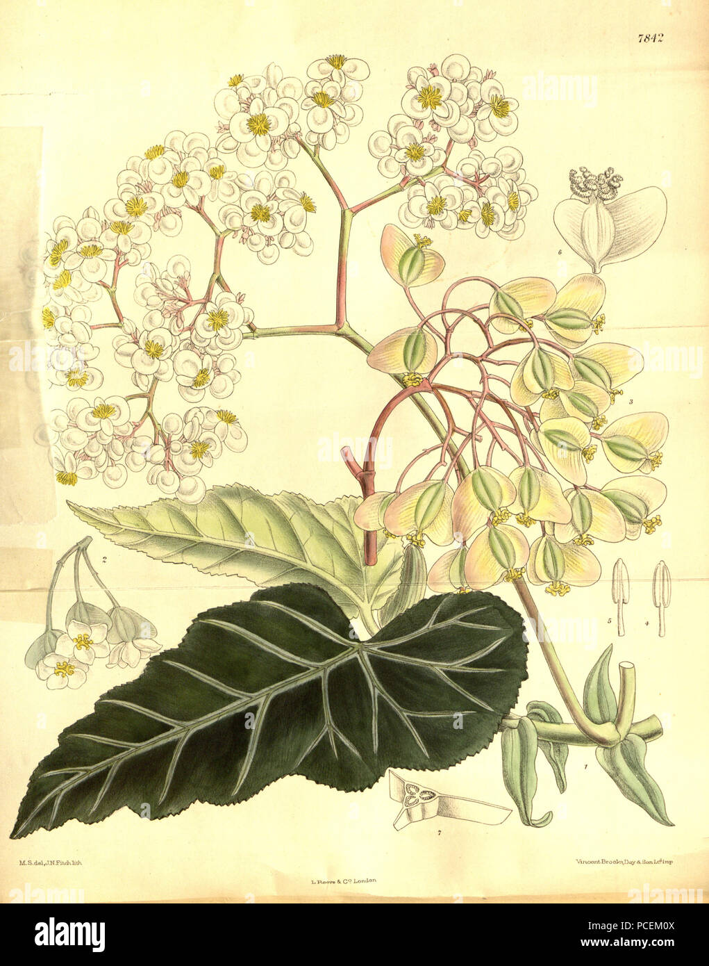 78 Begonia angularis Foto Stock