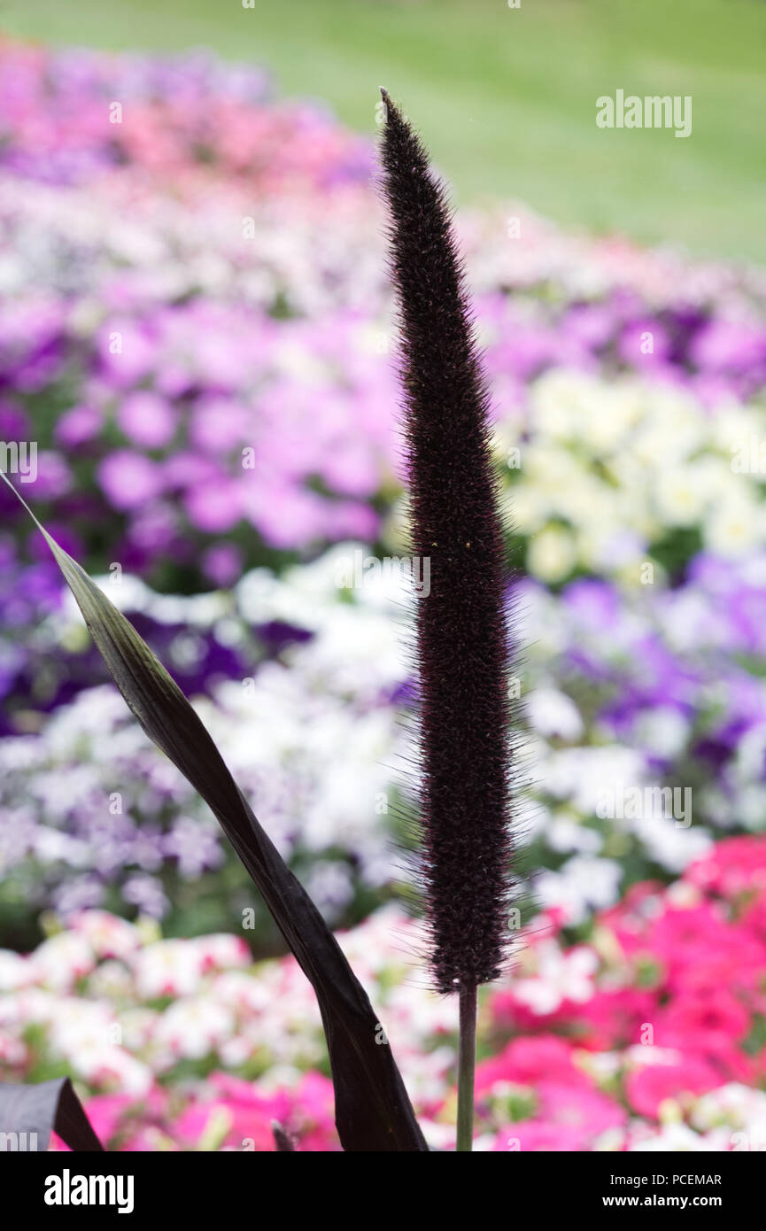 Pennisetum glaucum 'viola maesta'. Miglio ornamentali " viola maesta'. Ibrido F1. Foto Stock