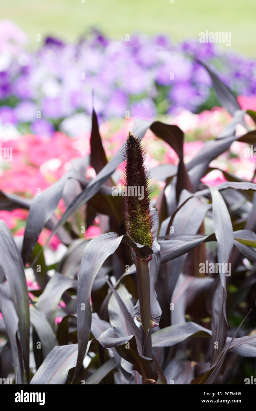 Pennisetum glaucum 'Barone Viola". Miglio ornamentale viola il Barone. Ibrido F1. Foto Stock