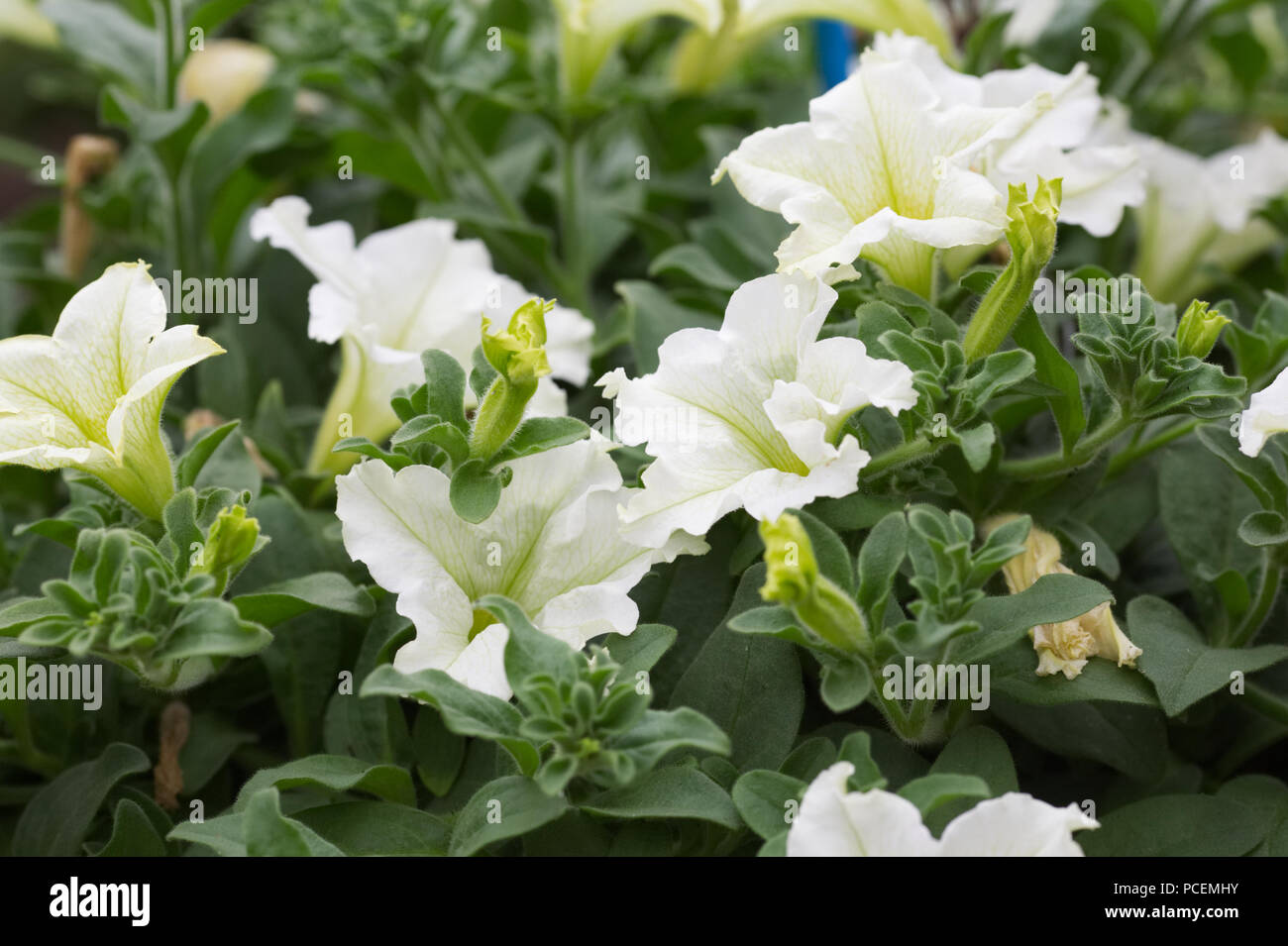 La Petunia 'Surfinia Tiglio fiori". Foto Stock