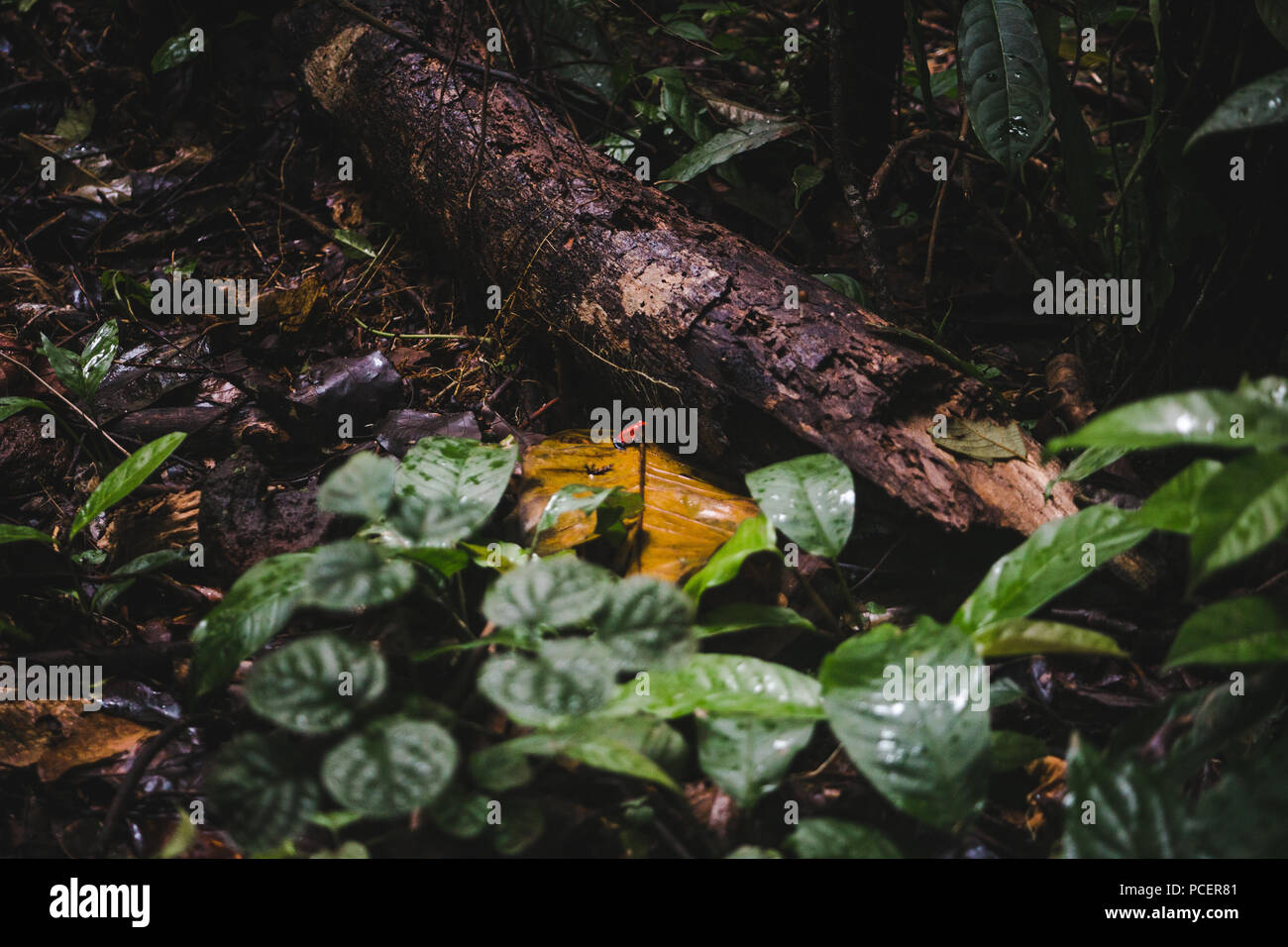 Piccolo blu velenose jean / strawberry poison dart frog nel sottobosco di una foresta pluviale in Costa Rica Foto Stock