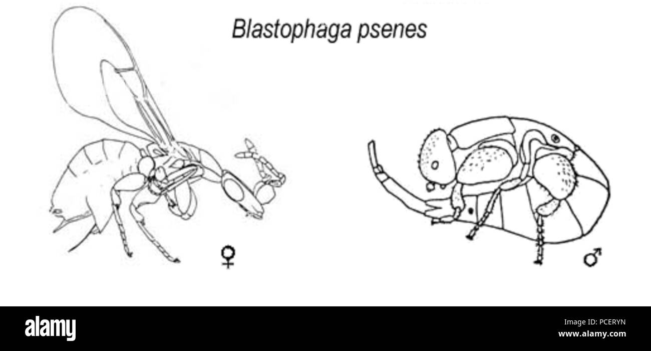 87 Blastophaga psenes2 Foto Stock