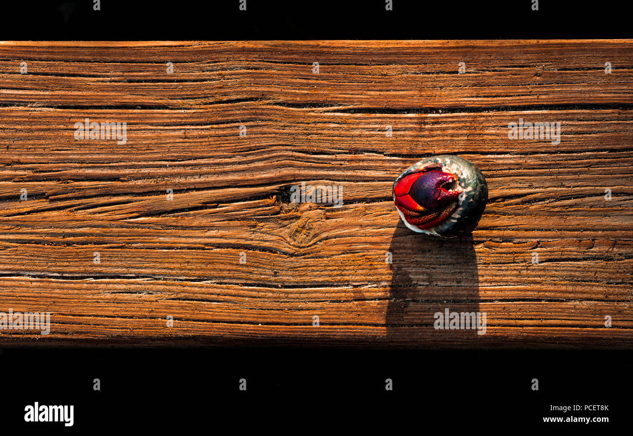 Verticale scheda di legno con un eremita crab shell sul modello superiore Foto Stock