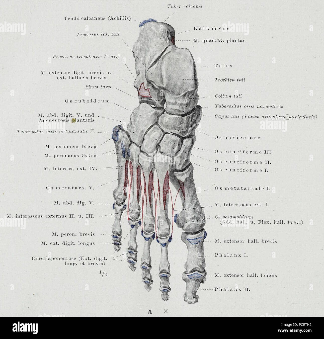97 Braus 1921 311.1 Foto Stock