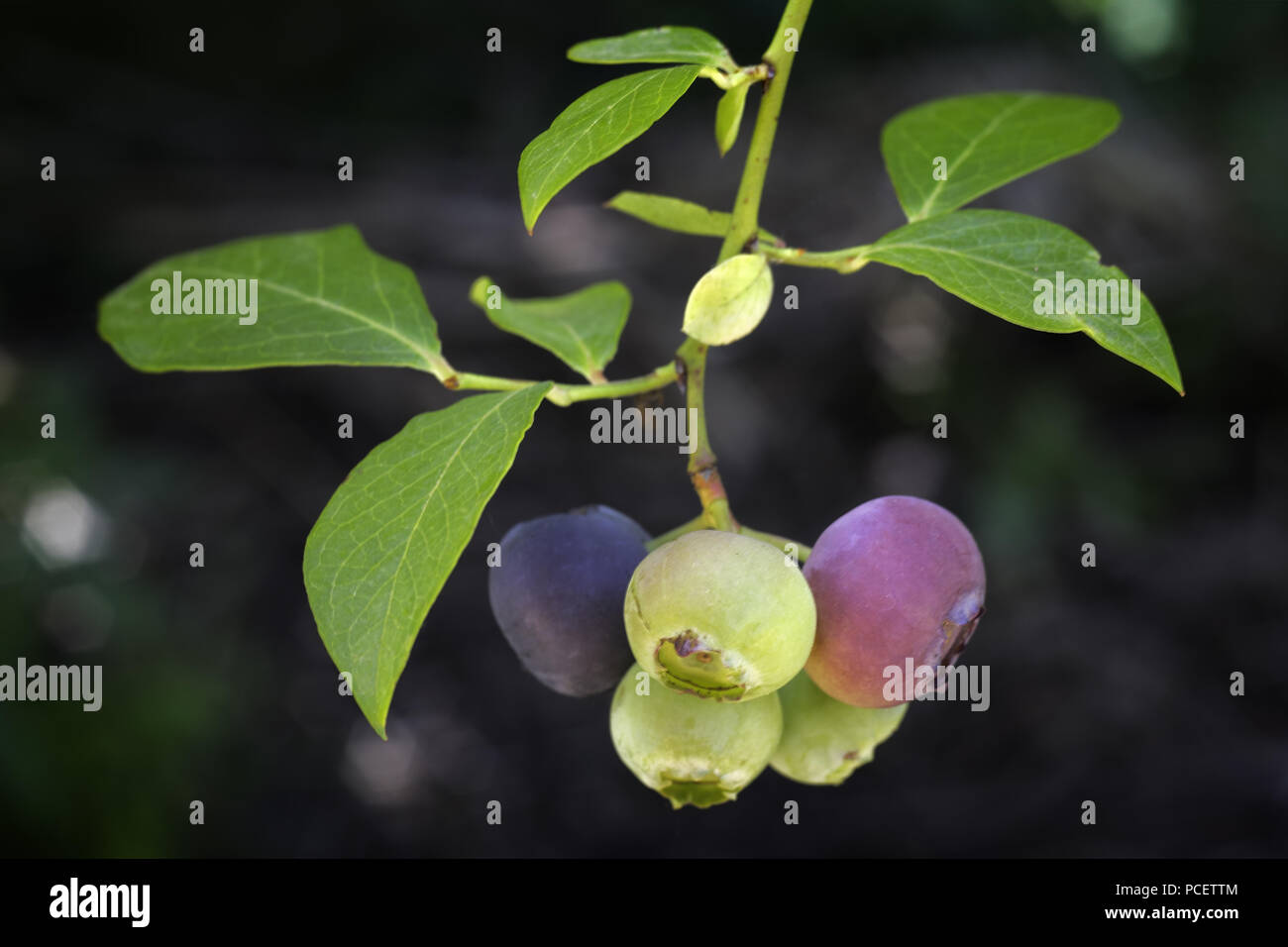 Ramo di mirtilli (Vaccinium corymbosum), Northern highbush mirtillo noto anche come huckleberry blu è il mirtillo comunemente coltivati in America e ora Foto Stock