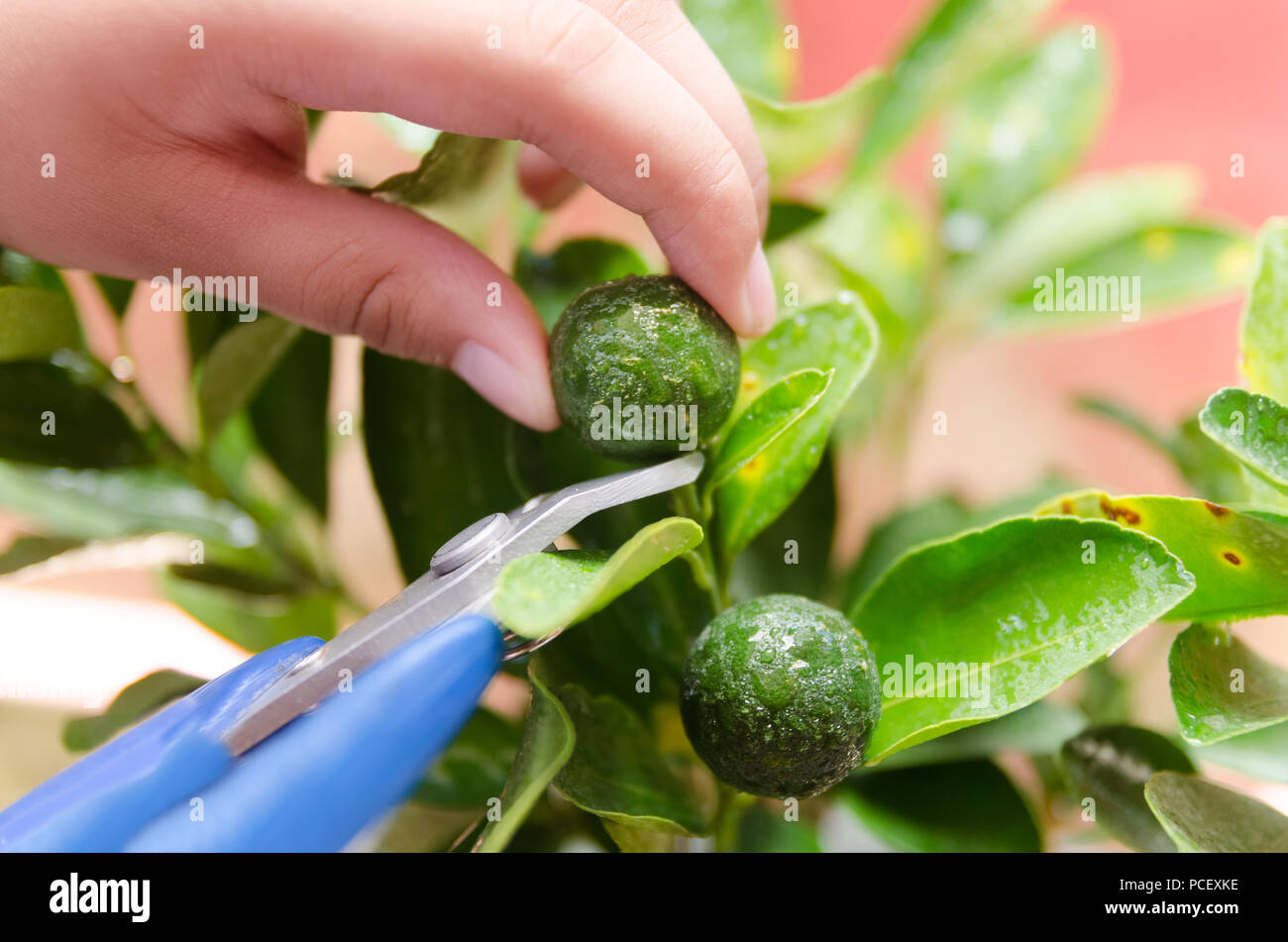 Raccolta frutta calamansi da un giardino di casa Foto Stock