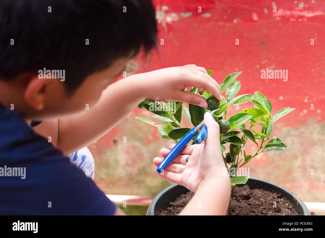 Giovane ragazzo calamansi raccolta frutti da un giardino di casa Foto Stock
