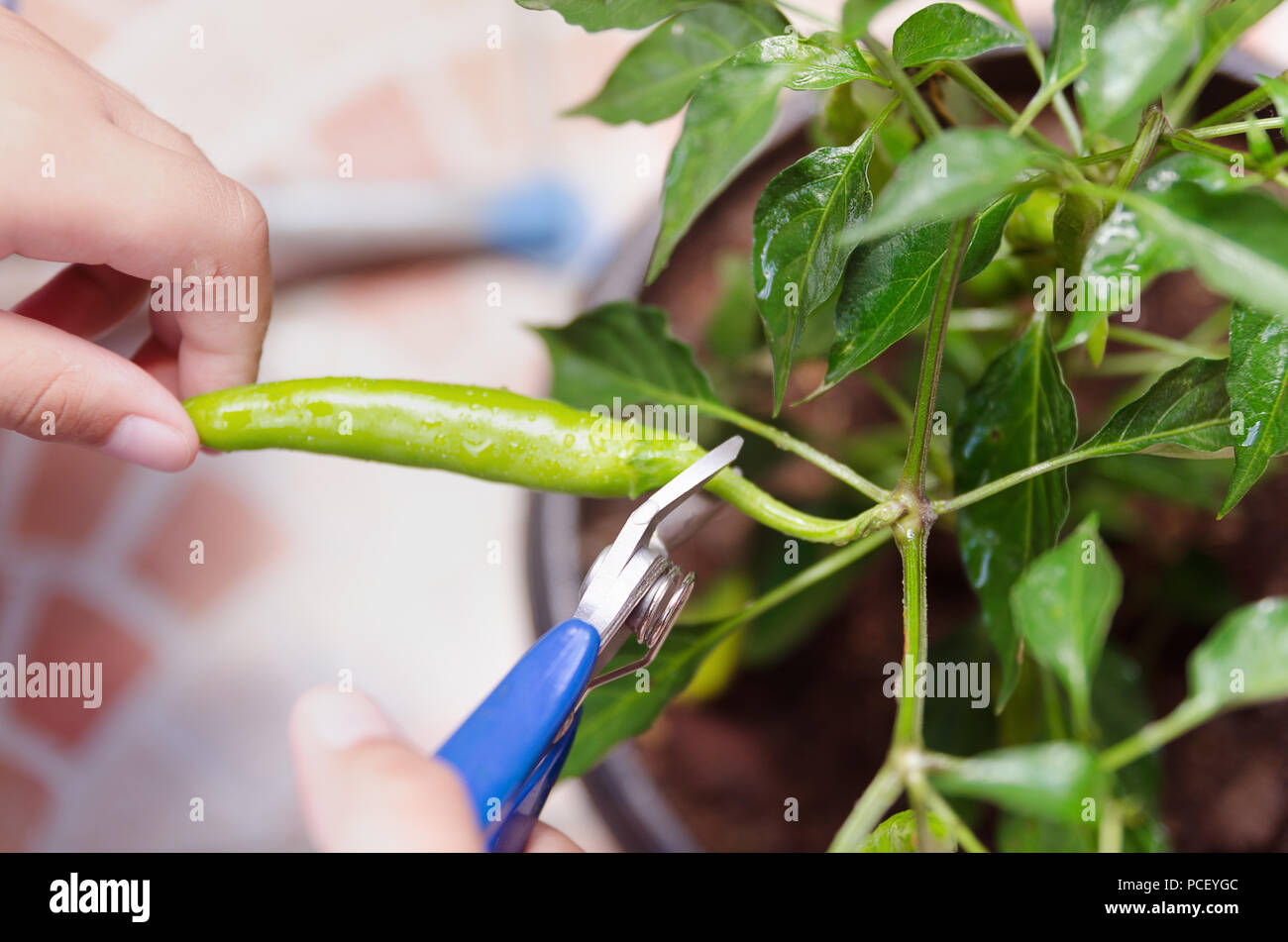 Ragazzo giovane la raccolta di peperoncino verde di un giardino di casa Foto Stock