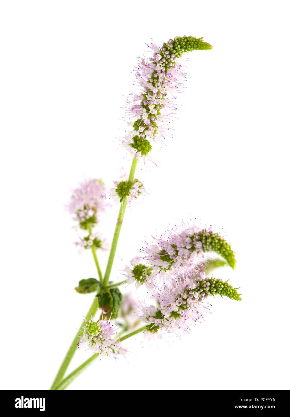 Fioritura mint isolati su sfondo bianco Foto Stock